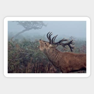 Red deer stag Sticker